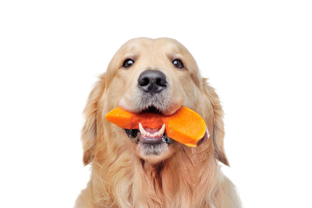 What Vegetables Can Dogs Eat? 14 Vet-Approved Healthy Options