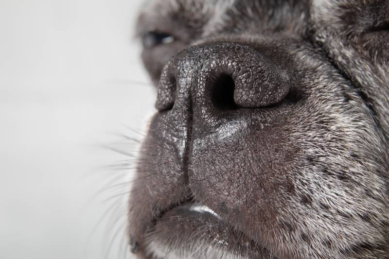 Head shot of boston terrier dog experiencing brachycephalic or breathing problems