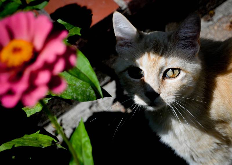 Does the Solar Eclipse Affect Pets? Vet-Verified Effects & Safety Tips