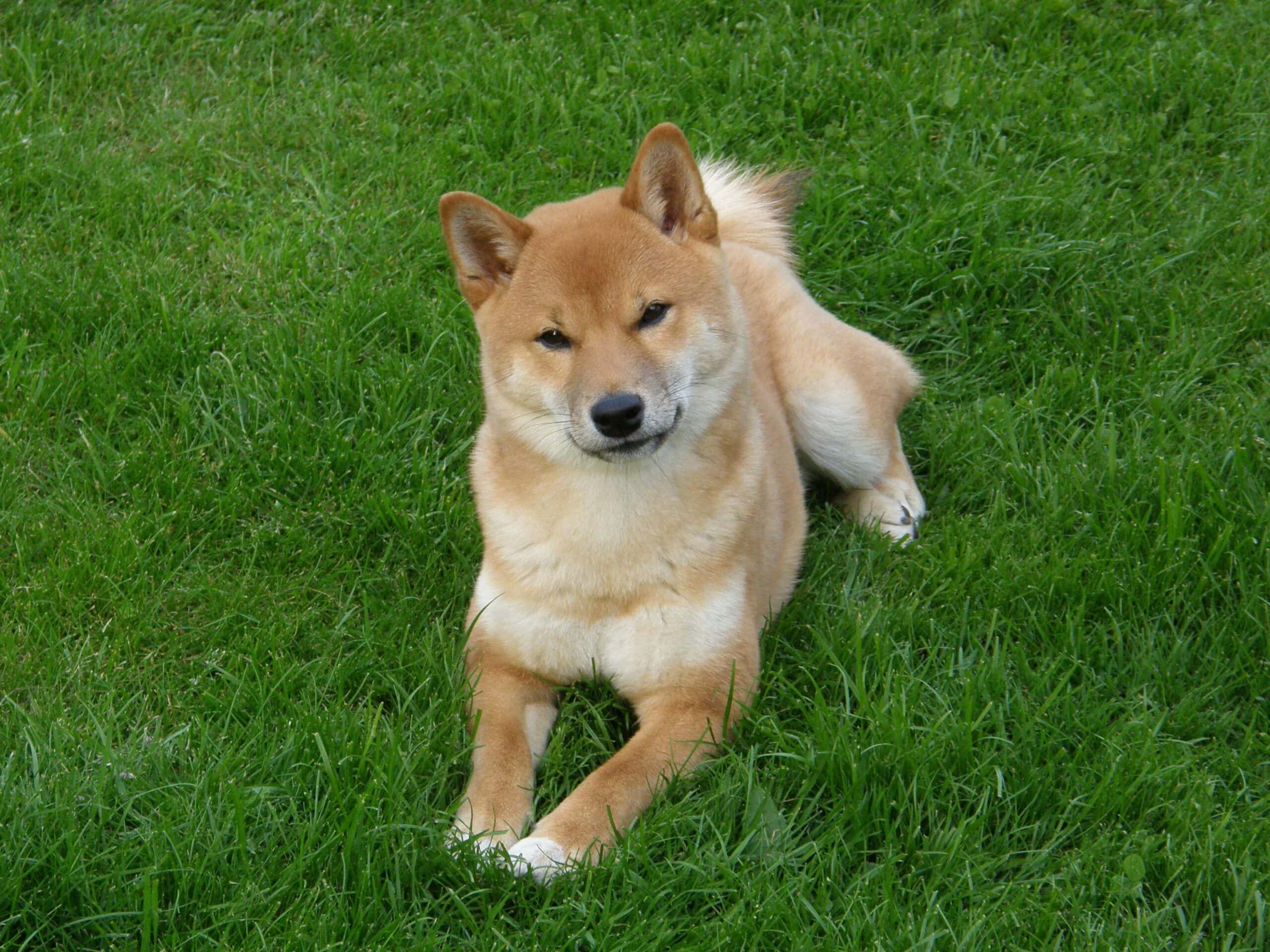 Hokkaido Inu sitting in the grass
