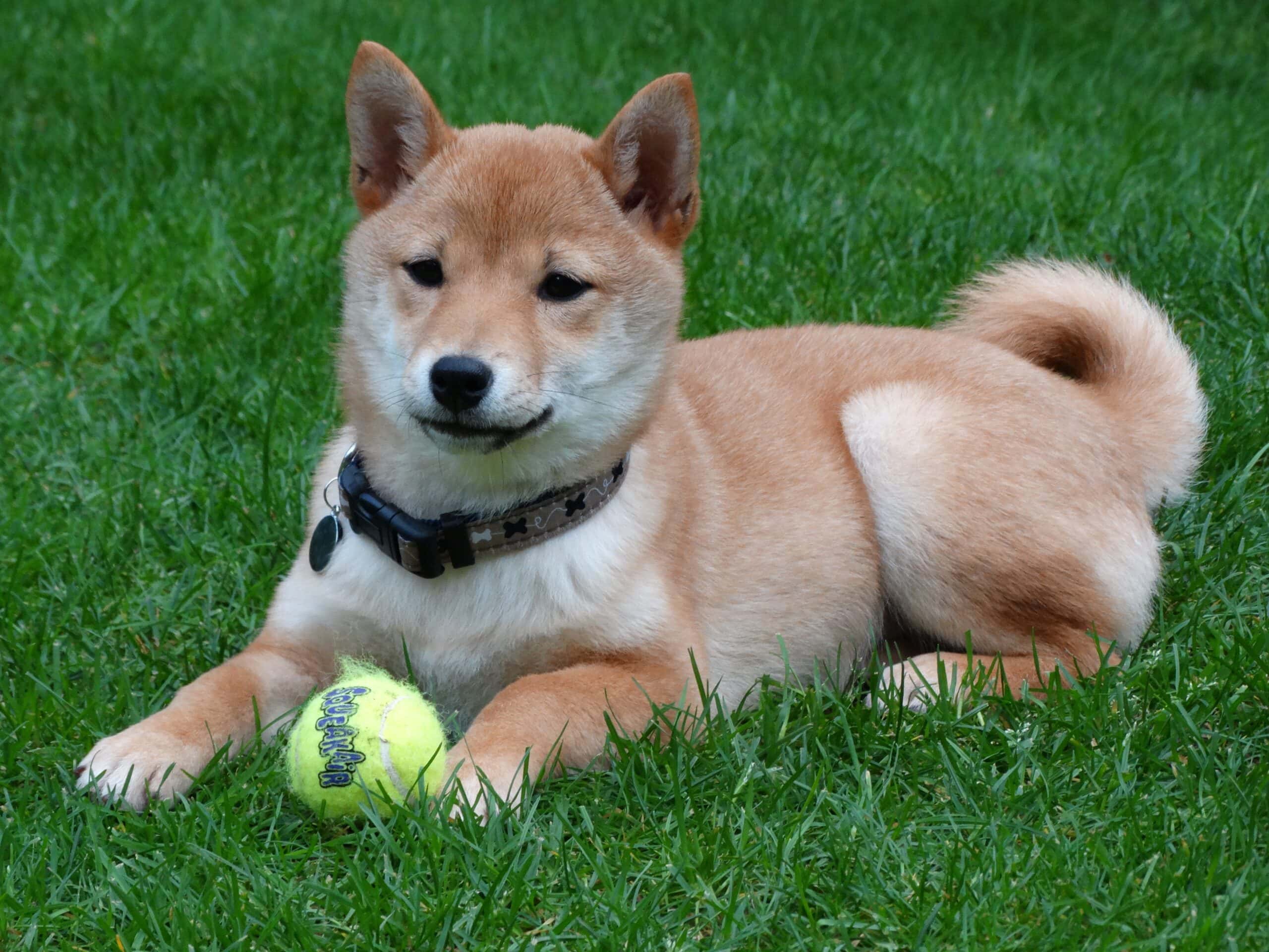 Hokkaido Inu