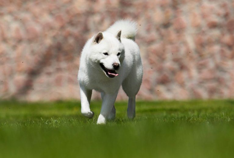 Hokkaido quickly runs