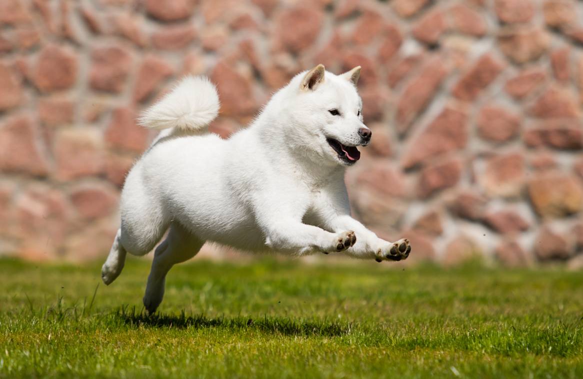 Hokkaido running