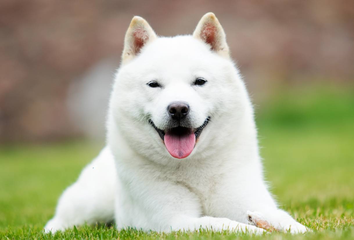 15 Unique Dogs With Pointy Ears (With Pictures)