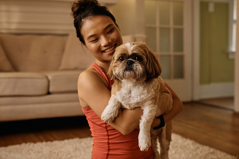 How Big Will My Shih Tzu Get? With Size & Growth Chart