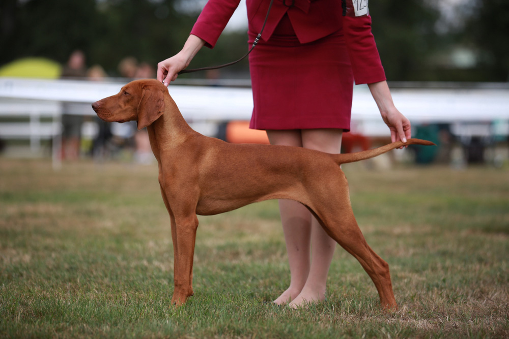 10 Types of Dog Competitions and Pageants to Enter
