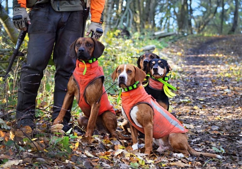 Weighted Vests for Dogs: What They Are, Uses, Benefits & FAQ