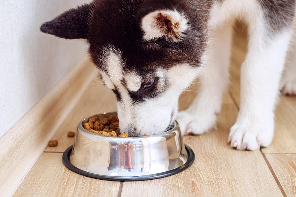 11 Best Dog Foods for Huskies in 2026 - Reviews & Top Picks