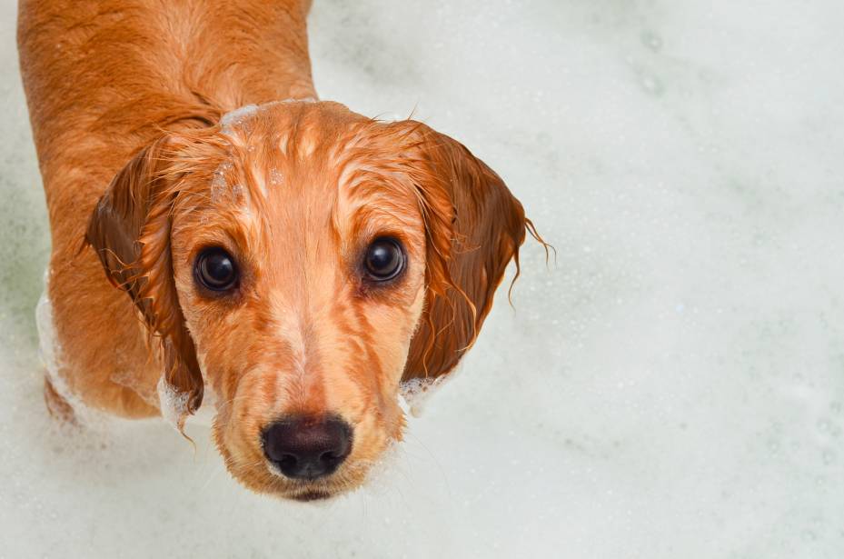 Can You Use Cat Shampoo on a Dog? Vet-Verified Safety & Effectiveness