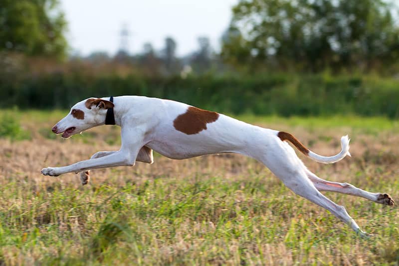Ibizan Hound dog coursing run in field