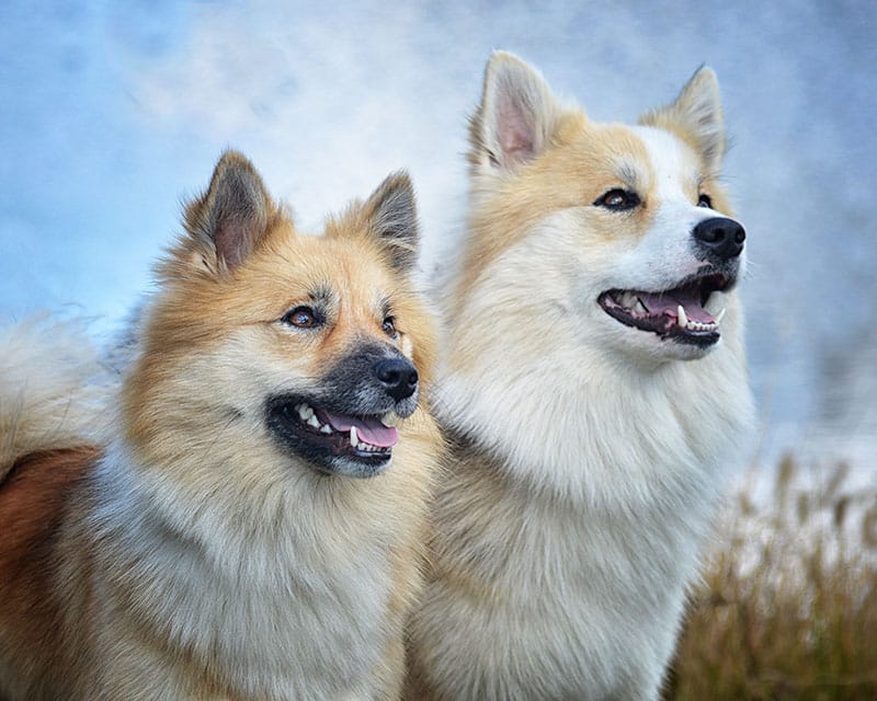 Icelandic Sheepdogs in outdoor setting