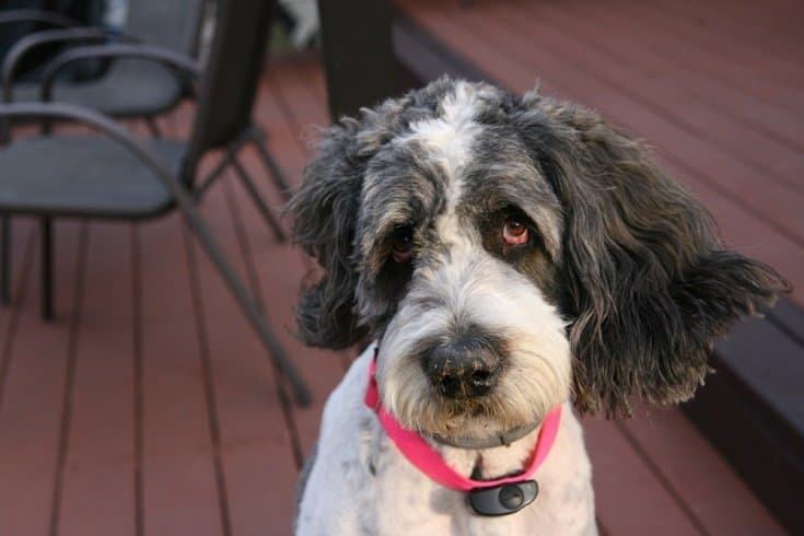 Saint Berdoodle (Saint Bernard & Poodle Mix) Dog Breed: Info, Pictures & Care
