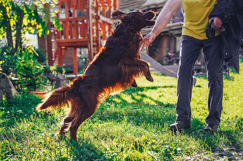 How Far Away Can Dogs Smell Their Owners? Sense of Smell Explained