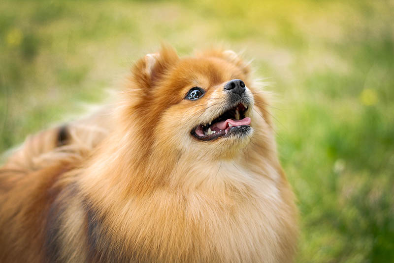 Red Pomeranian: Info, Pictures, Origin & History