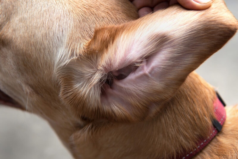 11 Fascinating Facts About Your Dog’s Ears: Vet-Reviewed Facts & FAQ