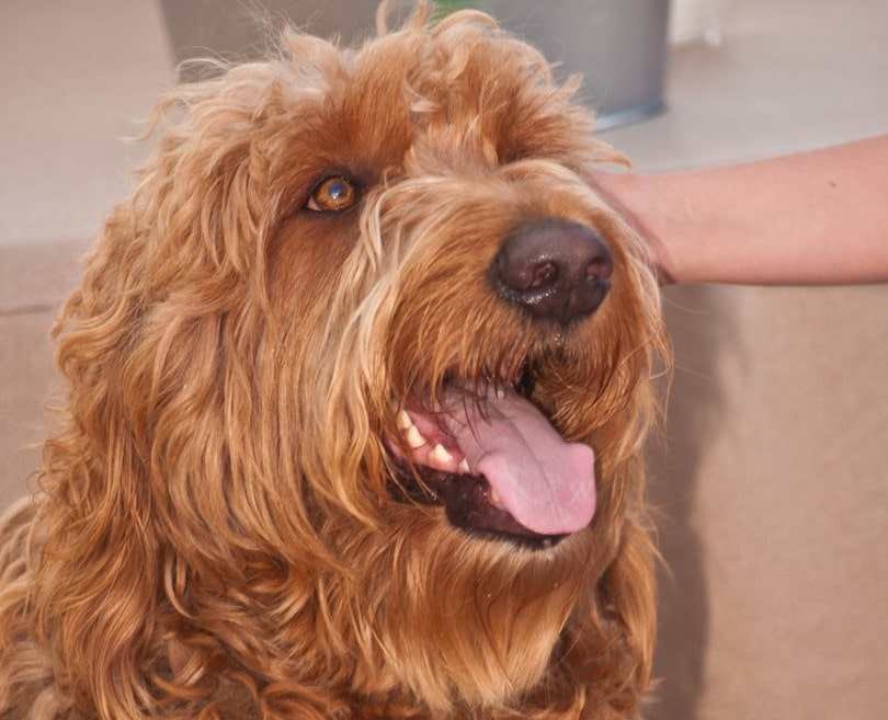Irish Troodle Dog Breed: Info, Pictures, Care & More