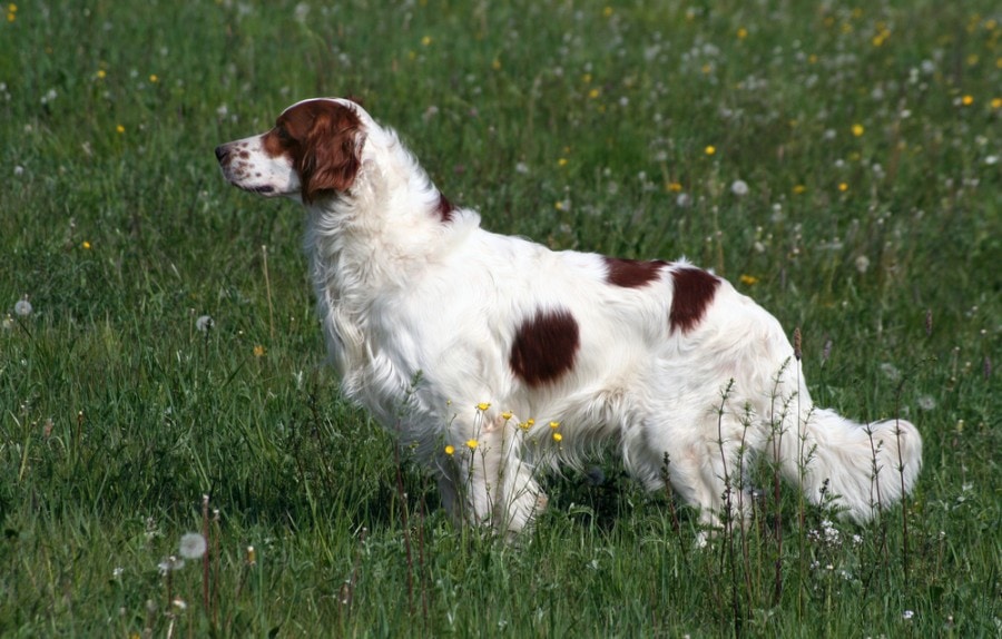 Irish Red and White Setter: Info, Pictures, Facts & Traits
