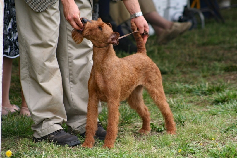 Are Dog Shows Ethical? Vet-Verified Facts & FAQ