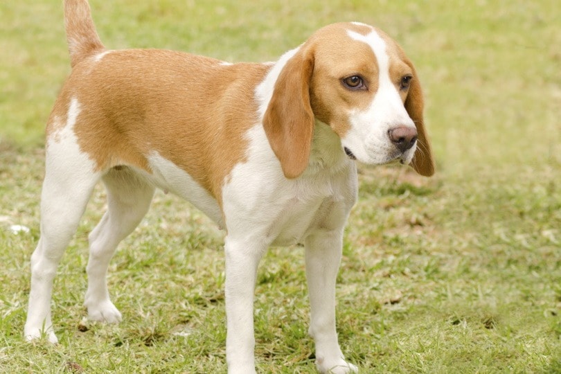 Istrian Shorthaired Hound Dog Breed: Info, Pictures, Care & More