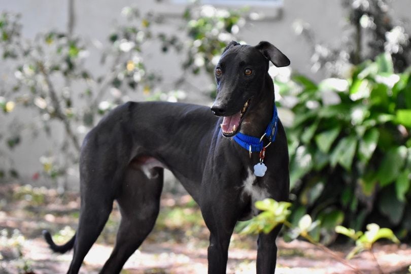 Do Greyhounds Make Good Pets? Facts & Care Tips