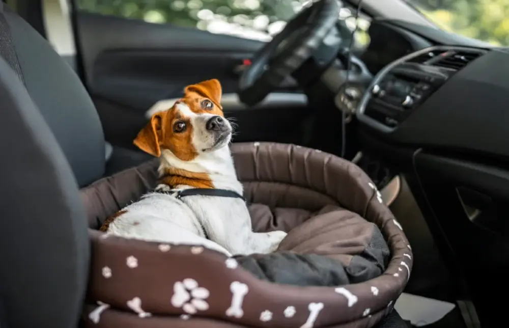 Traveling with a Dog to Canada: 7 Tips Before You Leave Home