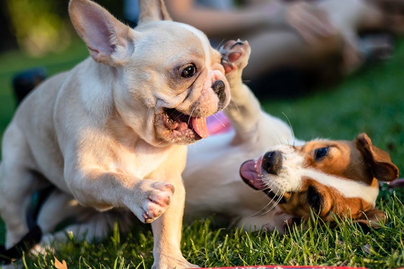 8 Great Off-Leash Dog Parks In & Near Cedar Park, TX You Can Visit Today