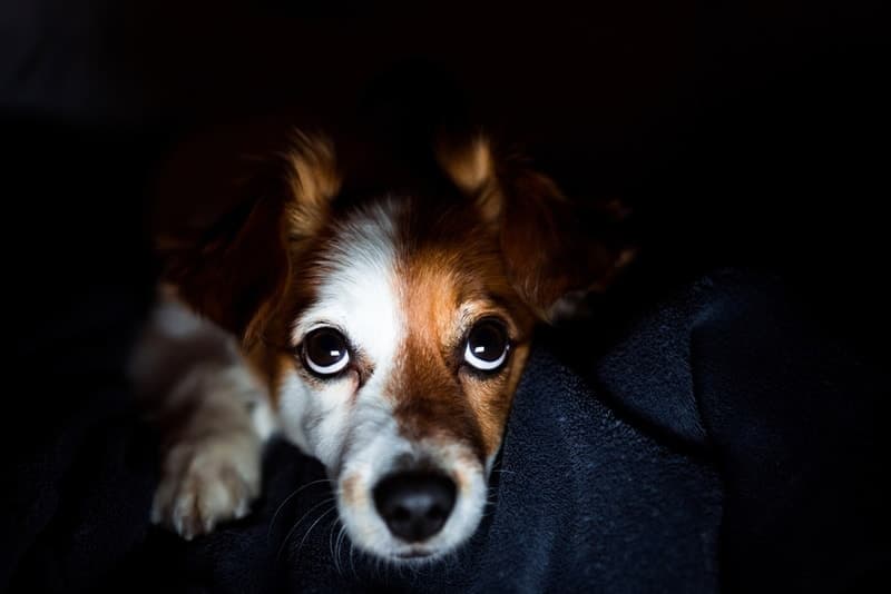Should I Leave a Light On for My Dog at Night? Our Vet Explains