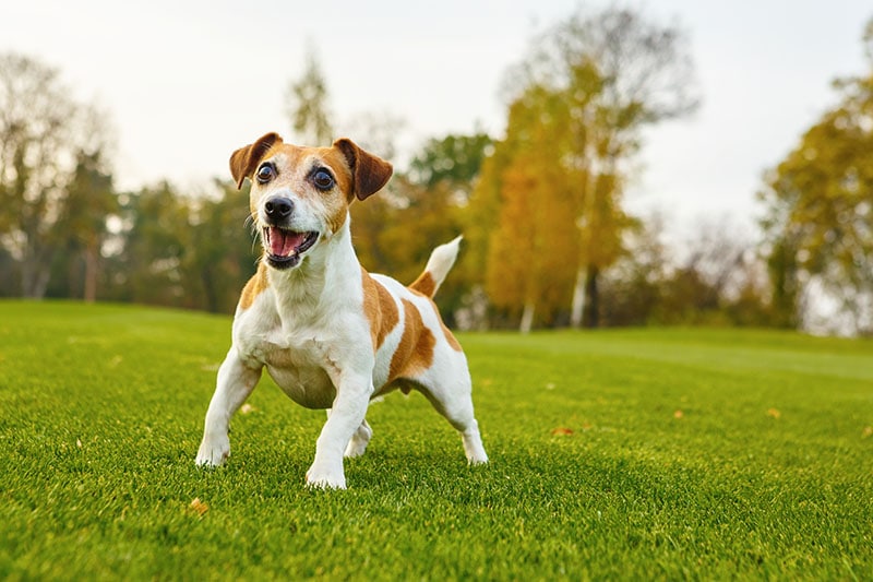 How to Introduce a Hyper Dog to a Cat: 12 Vet-Verified Tips