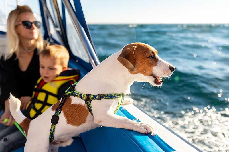 Boating With Dogs: 8 Vet-Approved Tips to Enjoy the Water With Your Pup