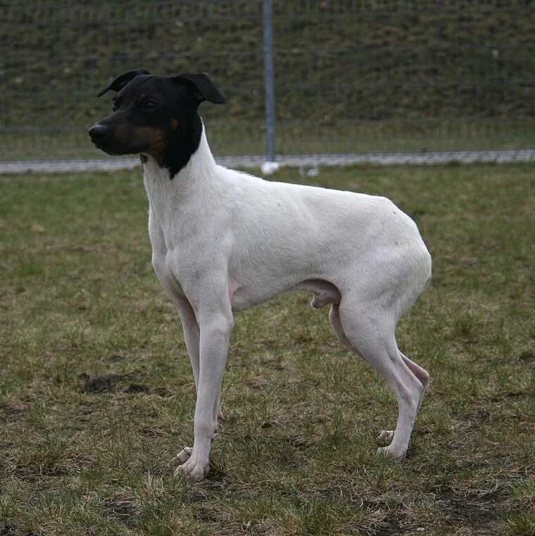 Japanese Terrier Dog Breed: Info, Pictures, Facts & Traits
