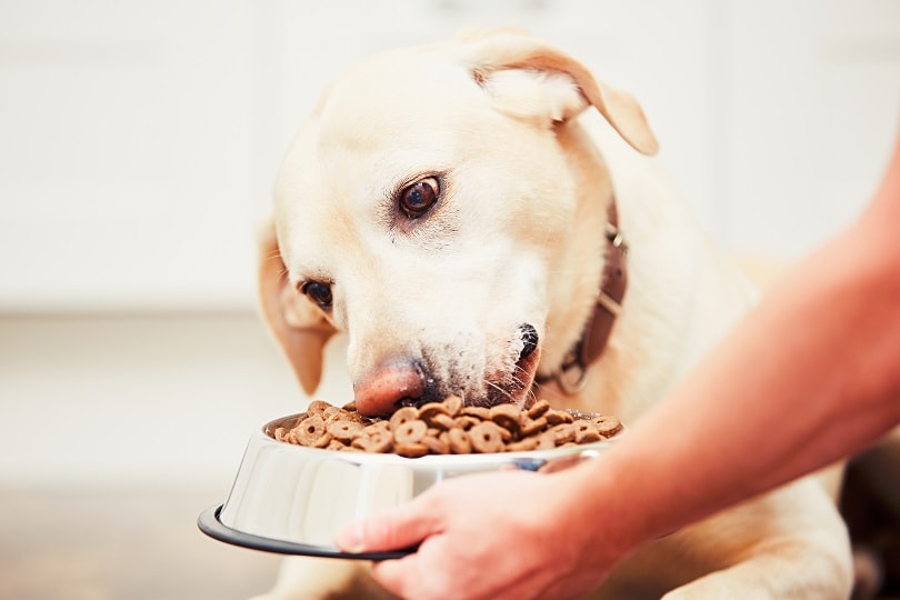 7 Golden Rules for Feeding Your Dog: Vet-Verified Advice & Info