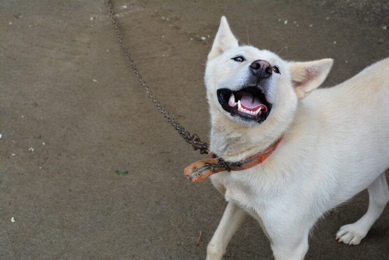 Jindo dog looking up