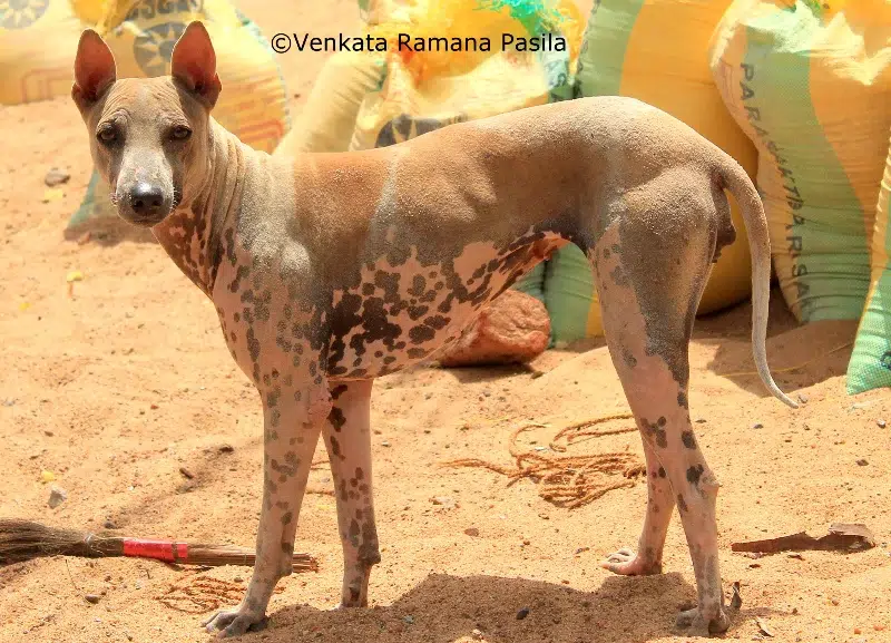 Jonangi Dog Breed: Info, Pictures, Care Guide & More