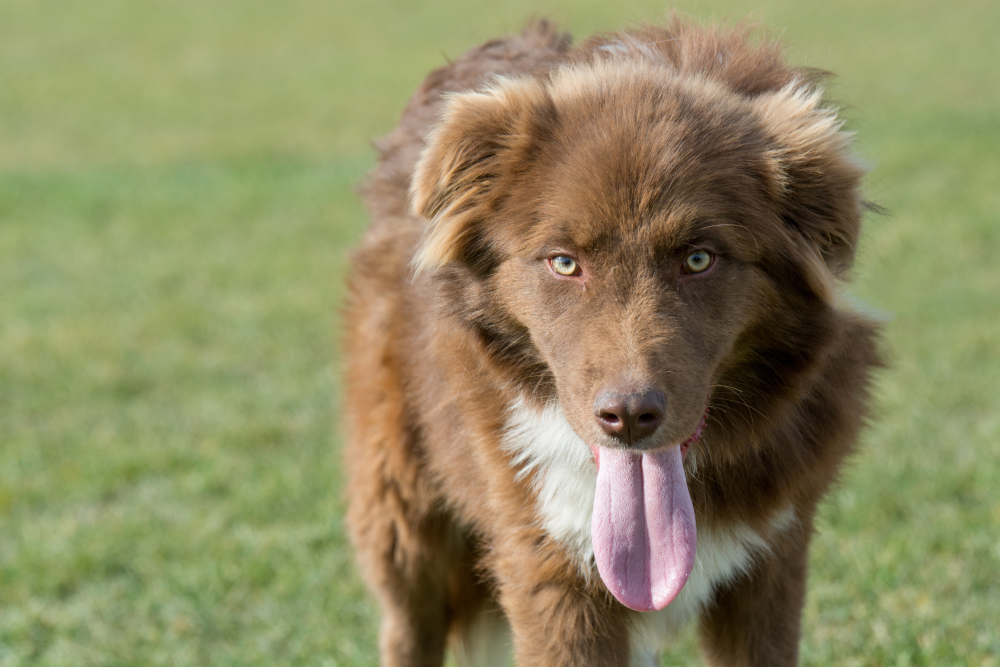 Karakachan Mountain shepherd dog close up