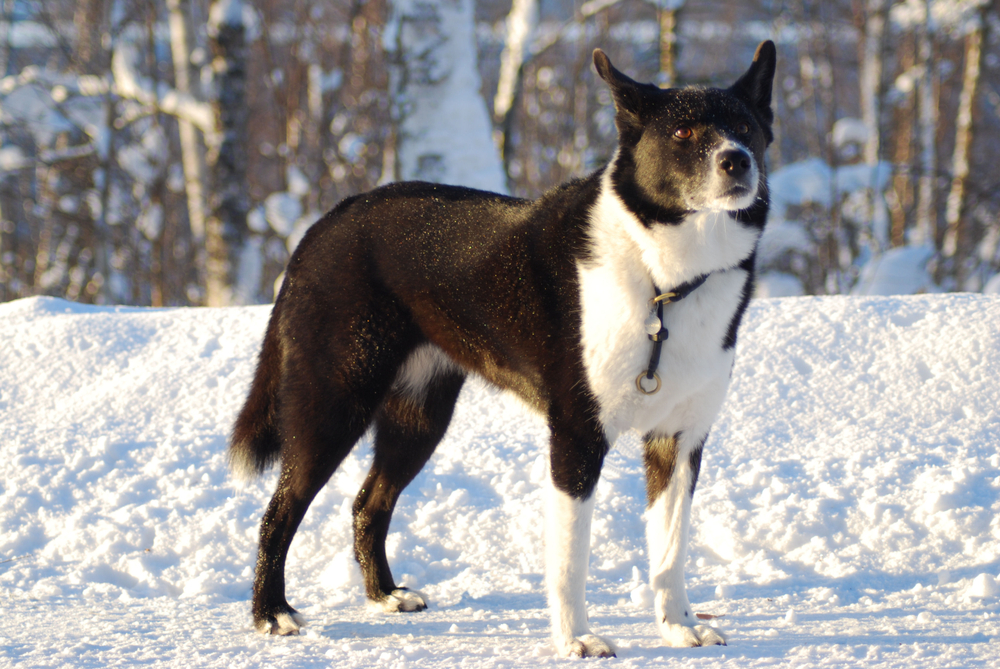 Do Dogs Like Cold Weather? Vet Approved Canine Behavior & FAQ