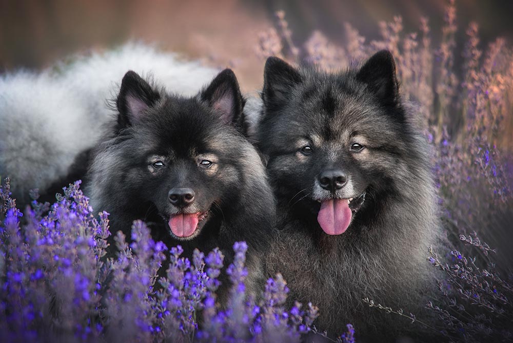 My Dog Ate Lavender Plant! What Should I Do? (Vet Answer)