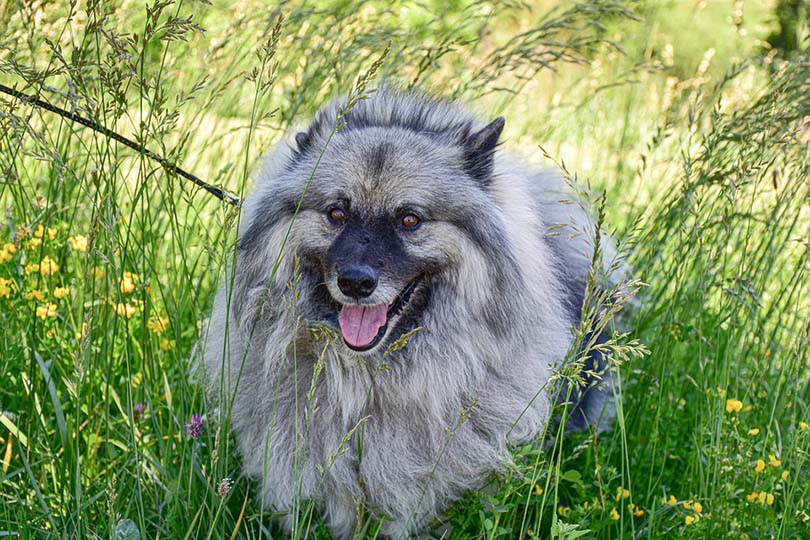 24 Gray Dog Breeds: Info, Pictures, Origin & History
