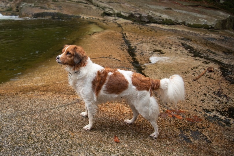 Kooikerhondje Dog Breed Guide: Info, Pictures, Care & More