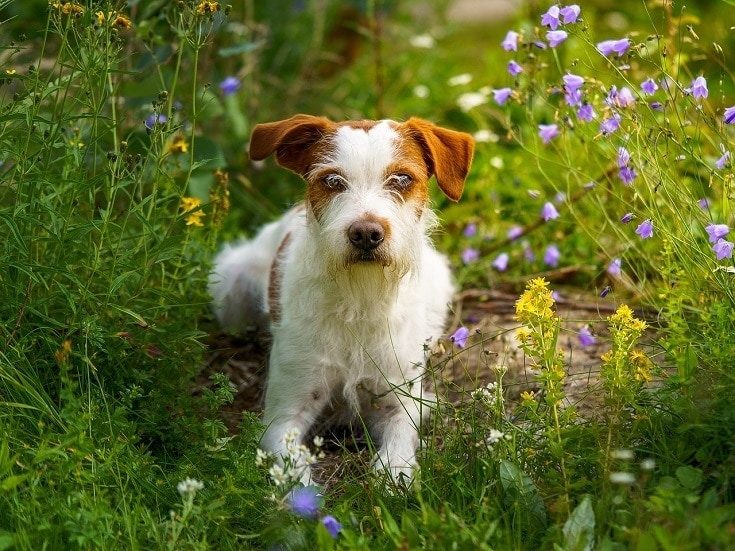 Kromfohrlander Dog Breed: Info, Pictures, Care & More