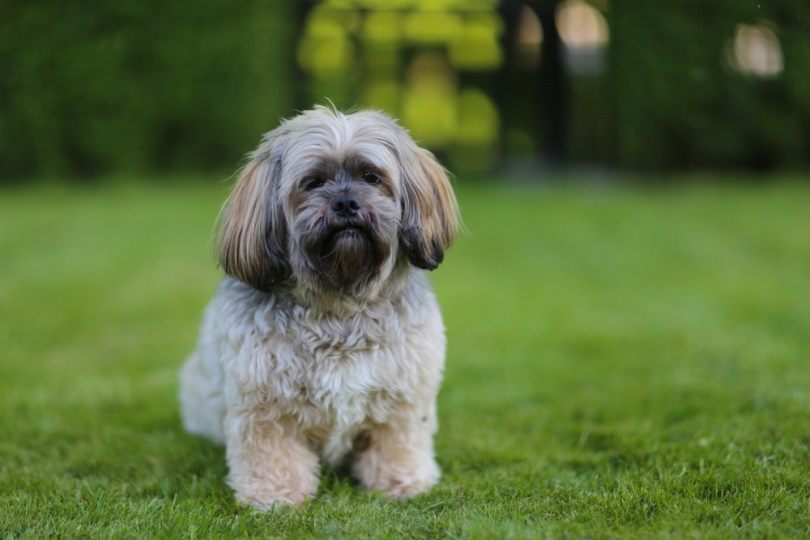 La-Chon Dog Breed Guide: Info, Pictures, Care & More