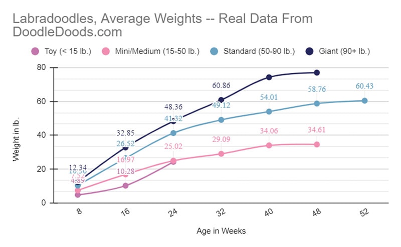 Labradoodles Average Weights Chart