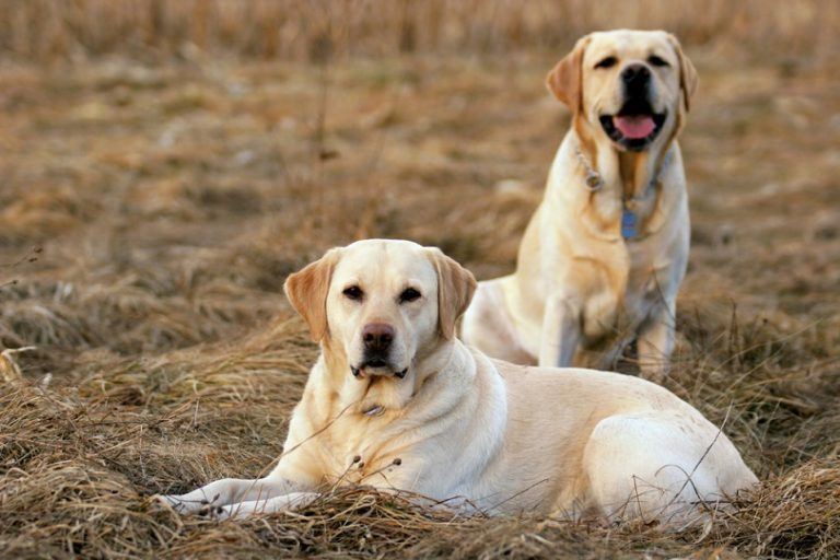 14 Most Popular Dog Breeds in California in 2026 (With Info & Pictures)