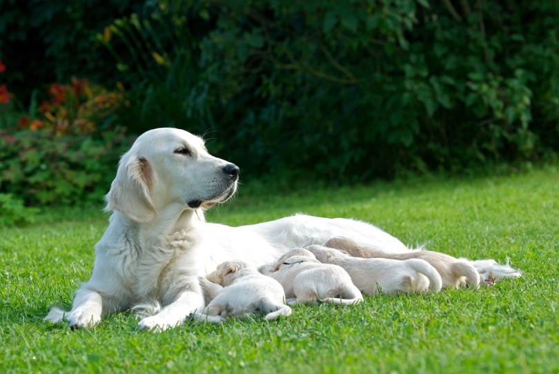 2026 World Record for Highest Number of Puppies Born in a Litter