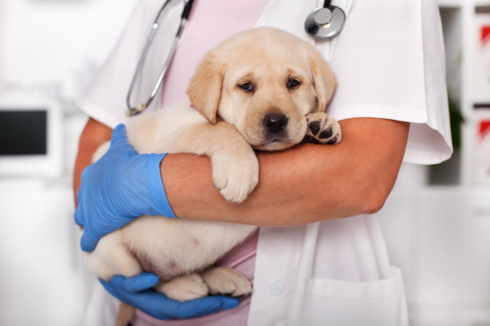 Puppy's First Vet Visit: Checklist & 15 Preparation Tips (Vet Approved)