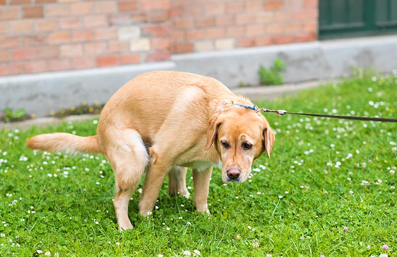 When Is Dog Diarrhea an Emergency? 4 Situations (Vet Answer)