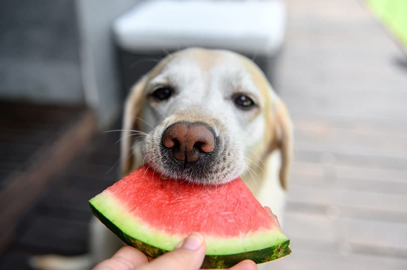 Human Foods That Are Surprisingly Good for Dogs (And Some That Aren’t)