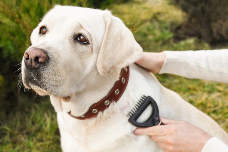 10 Best Dog Brushes for Labs in 2026 - Reviews & Top Picks