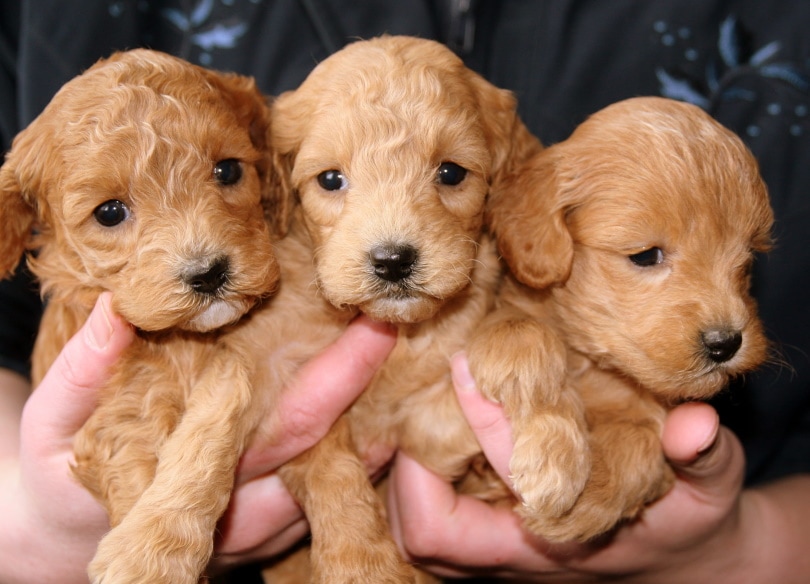 Labrador Retriever Puppies for Sale in Arkansas: Breeders List 2026