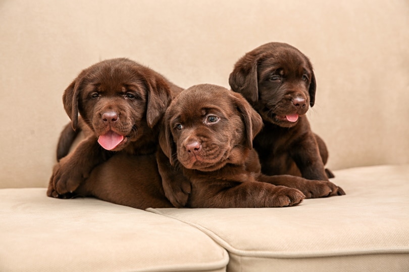 Labrador Retriever Puppies for Sale in Maryland: 2026 Breeders List
