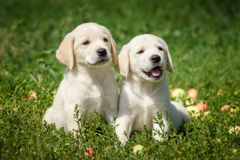 Labrador Retriever Puppies for Sale in UK: Breeders List